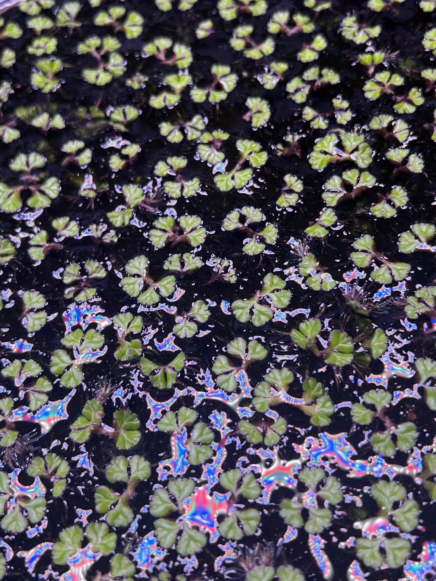 Purple Fringed Riccia (Ricciocarpos natans)