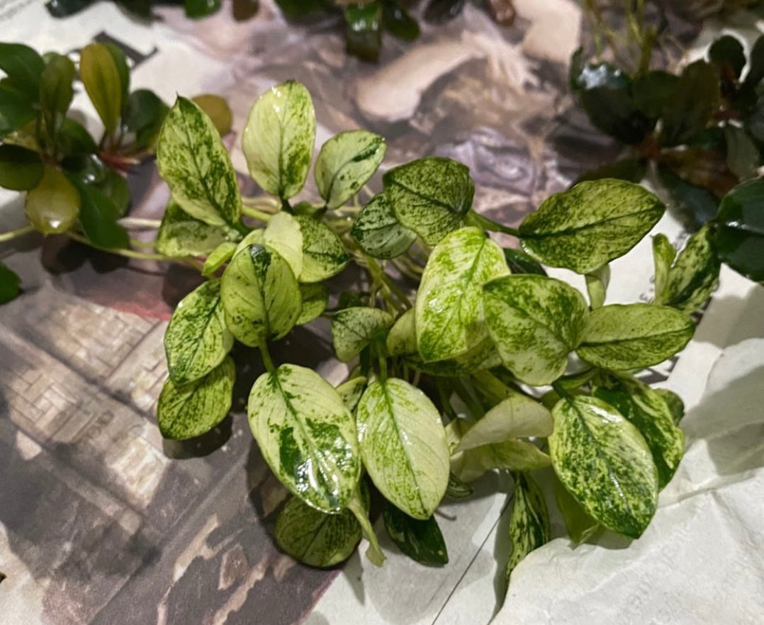 Anubias Nana Pinto White