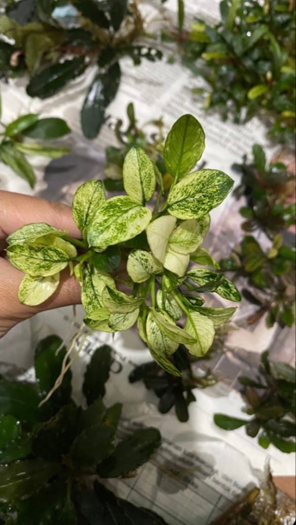 Anubias Nana Pinto White