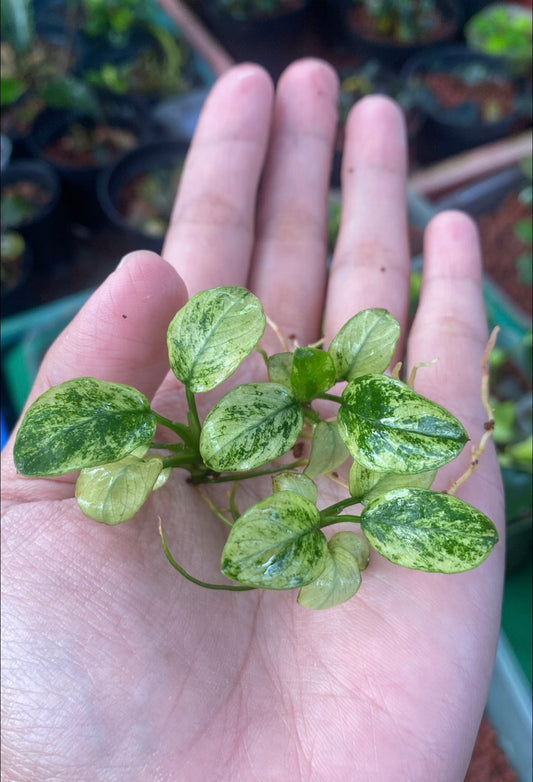 Anubias Nana Pinto White
