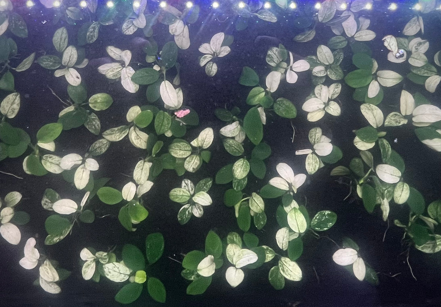 Anubias Nana Pinto White