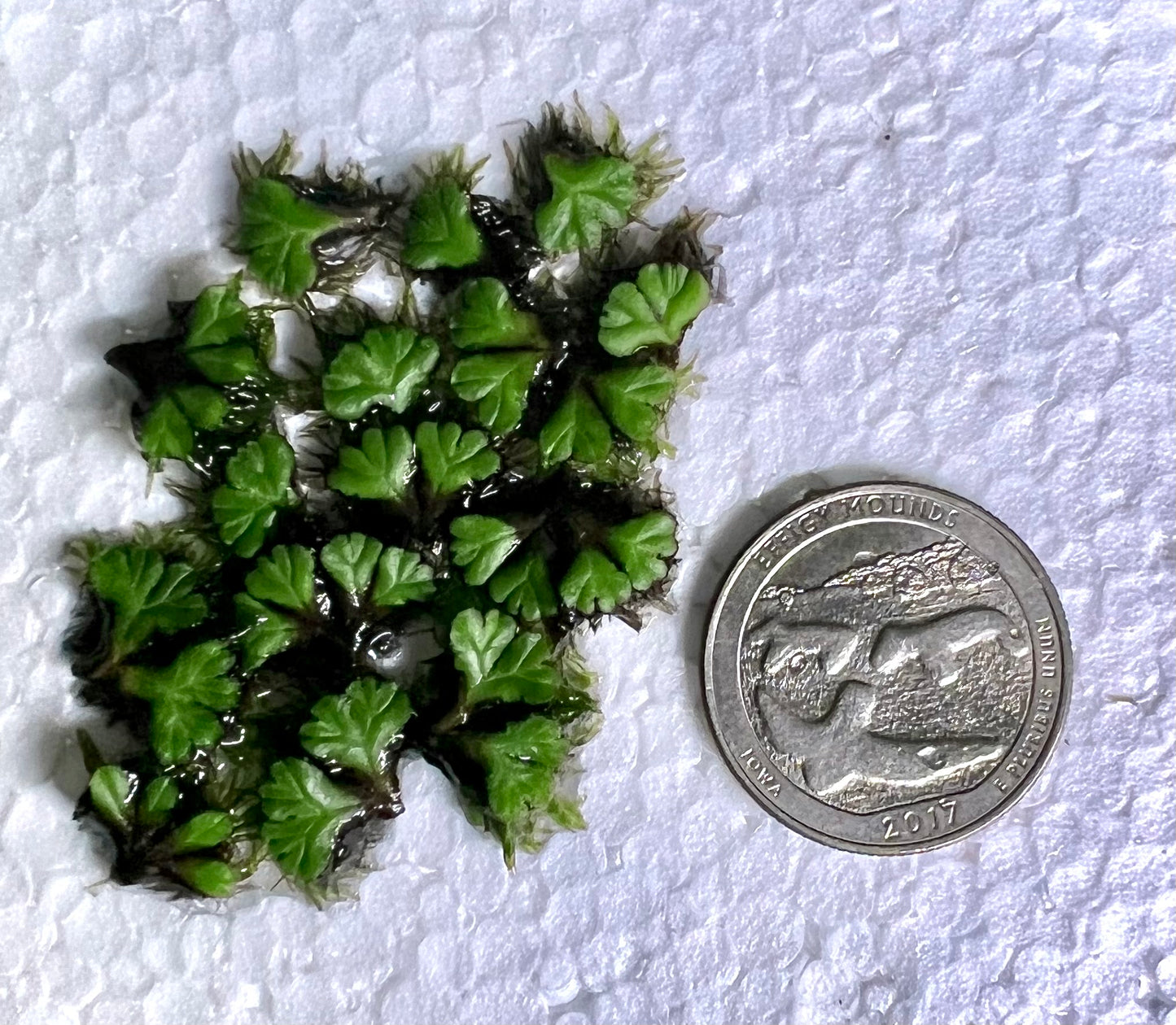 Purple Fringed Riccia (Ricciocarpos natans)
