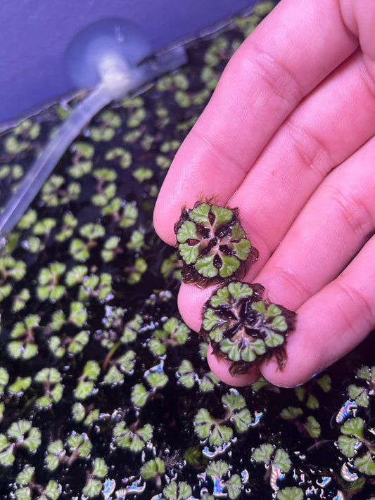 Purple Fringed Riccia (Ricciocarpos natans)